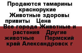 Продаются тамарины краснорукие . Животные здоровы привиты › Цена ­ 85 000 - Все города Животные и растения » Другие животные   . Пермский край,Александровск г.